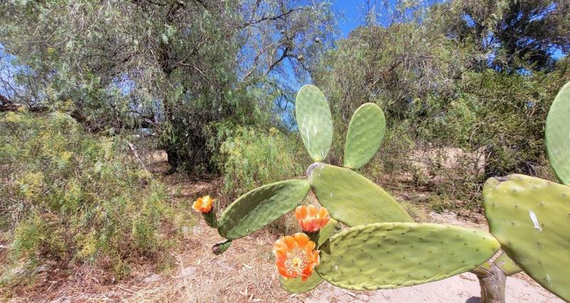 4 Bedroom Property for Sale in Hopefield Western Cape